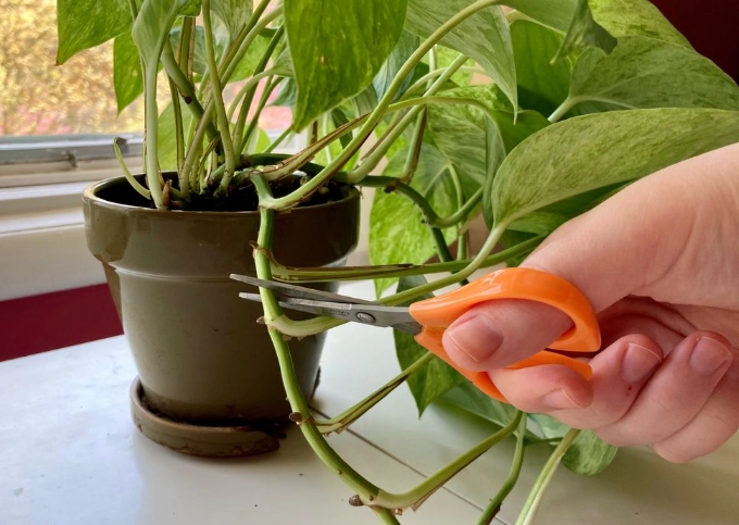 propagate pothos propagate pothos