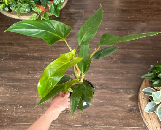 Philodendron Mexicanum propagation