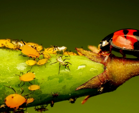 aphid treatment safe for plants aphid treatment safe for plants