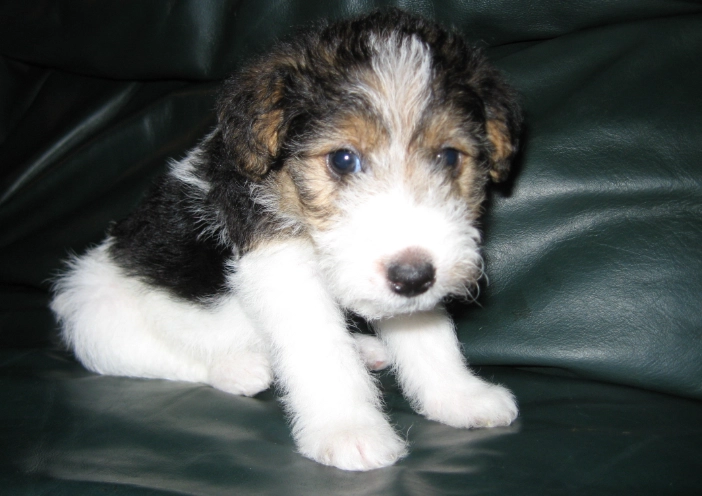 dog whelping dog whelping