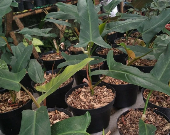 Philodendron Mexicanum care