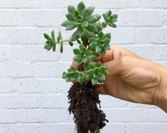 repotting succulents for beginners