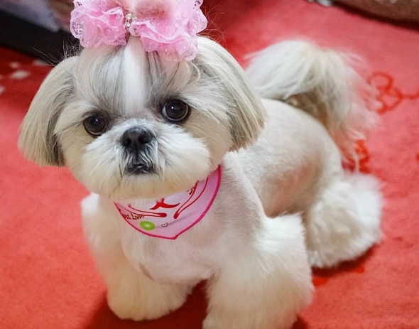 newborn puppy care newborn puppy care