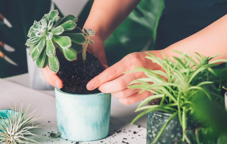 repotting succulents for beginners