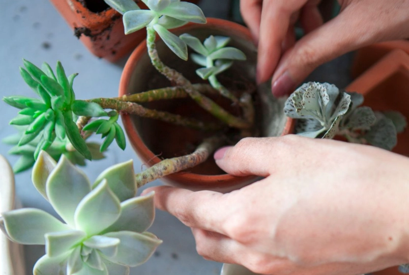 succulent repotting guide