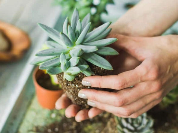 succulent repotting guide