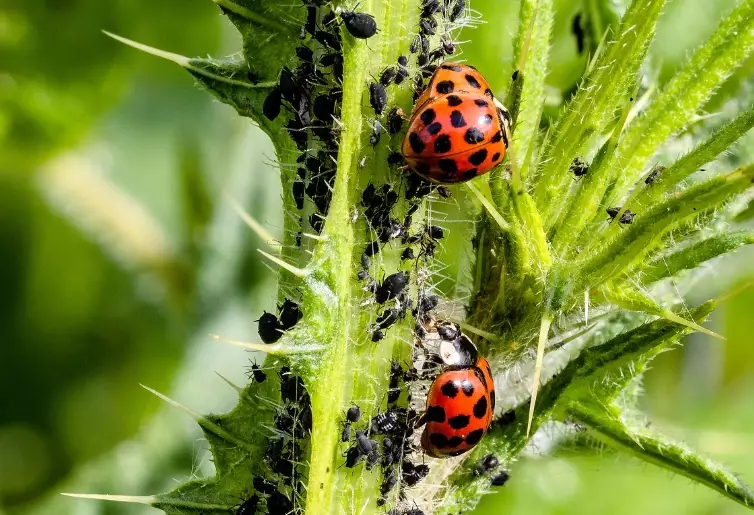 kill aphids on plants kill aphids on plants