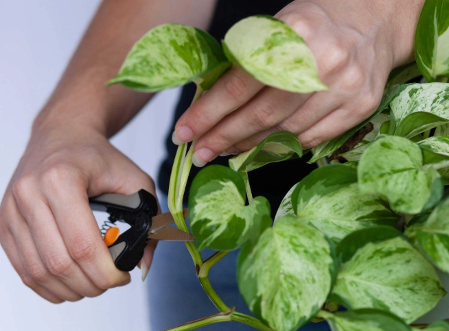 propagate pothos propagate pothos