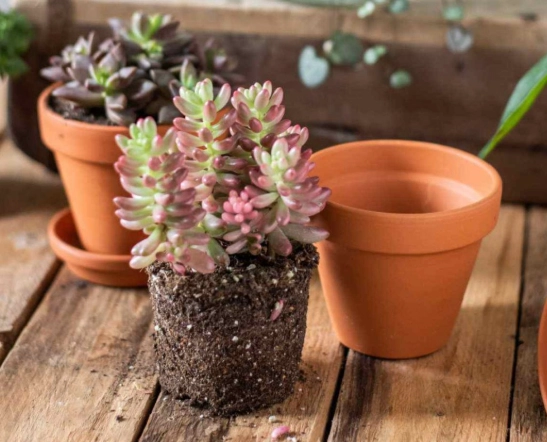 succulent repotting guide