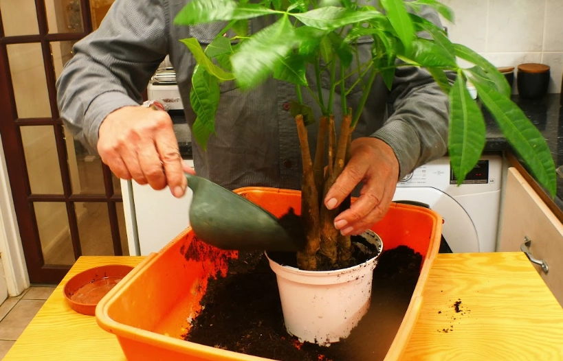 how to repot money tree