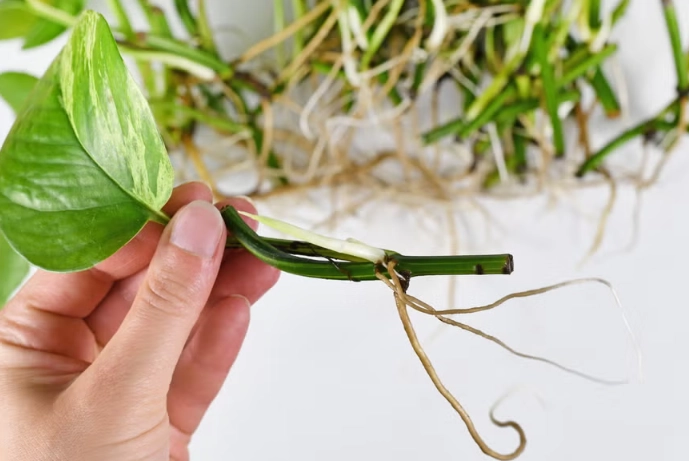 devil's ivy propagation devil's ivy propagation