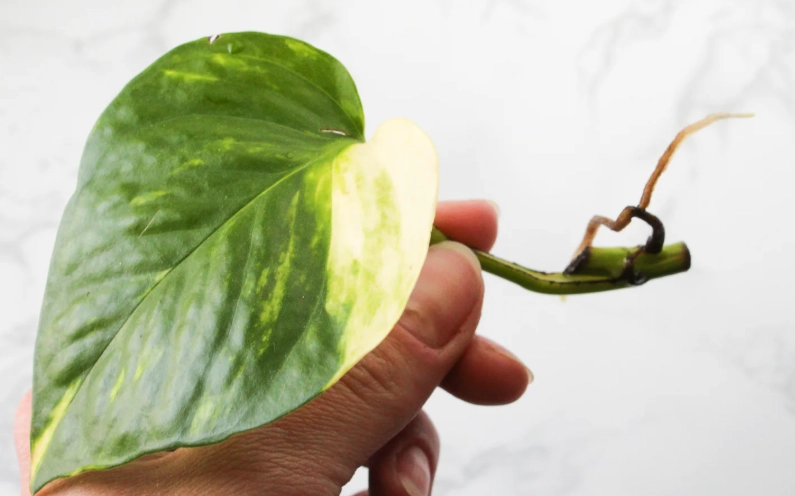 devil's ivy propagation devil's ivy propagation