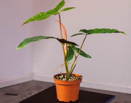 Philodendron Mexicanum care