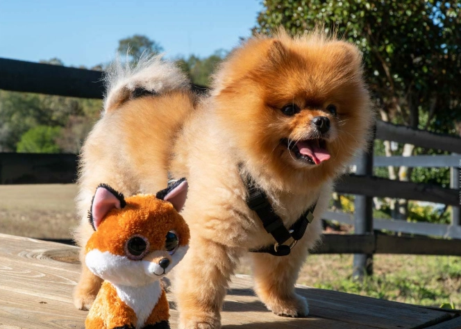 cut puppies umbilical cord cut puppies umbilical cord