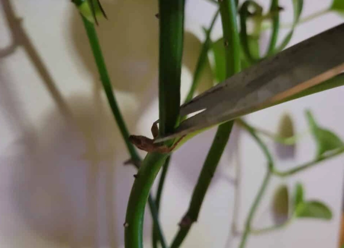 devil's ivy propagation devil's ivy propagation