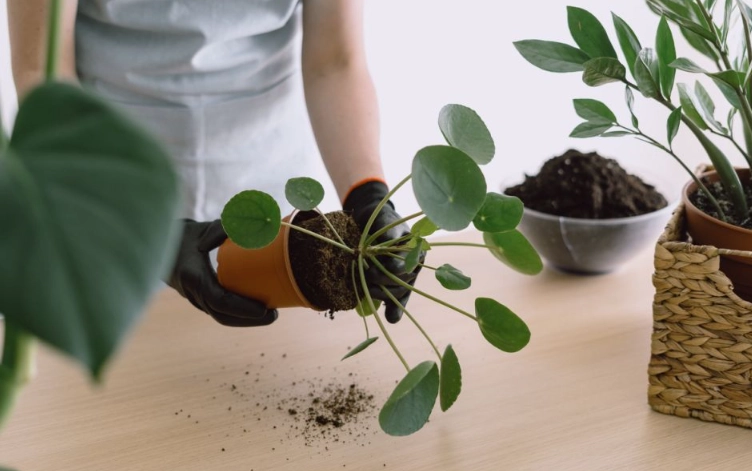 Repotting Money Tree: The Ultimate Guide to a Healthier, Happier Plant