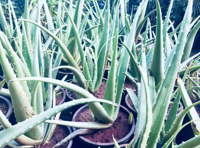 best soil for aloe vera