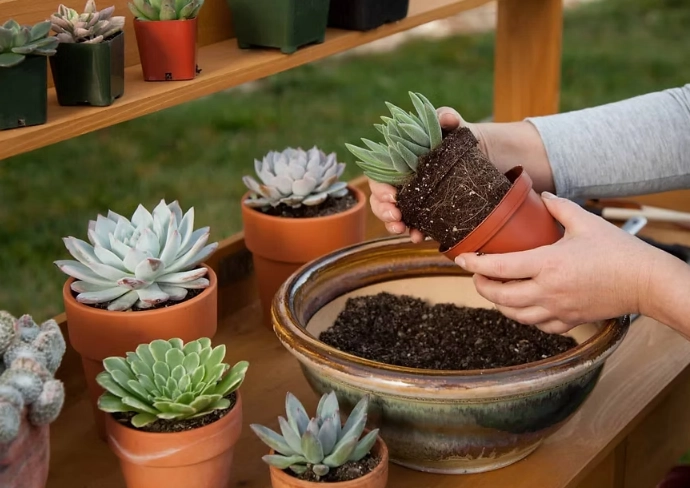 repotting succulents for beginners