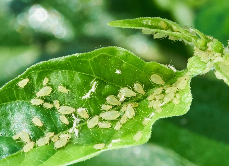 kill aphids on plants kill aphids on plants