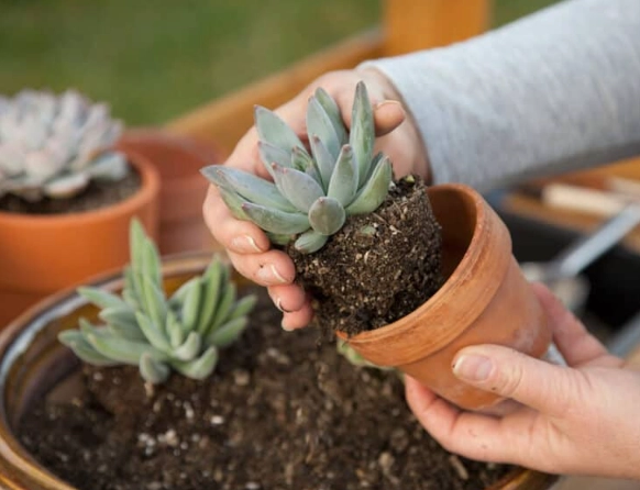 succulent repotting guide