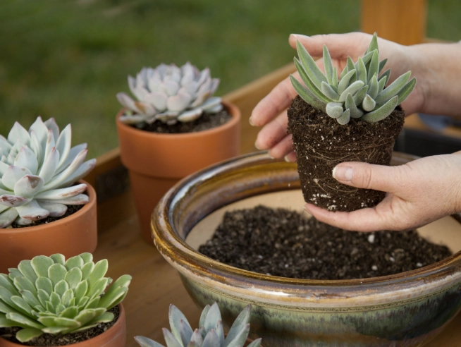 repotting succulents for beginners
