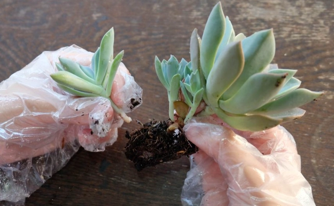 succulent repotting guide