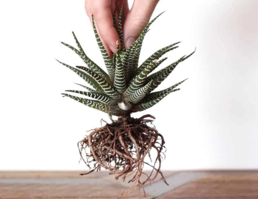 repotting succulents for beginners