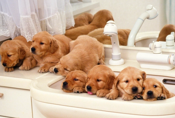 dog whelping dog whelping