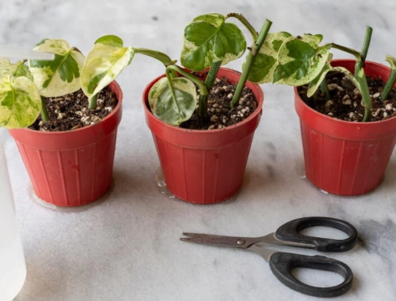 propagate pothos propagate pothos