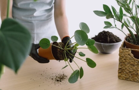 how to repot money tree