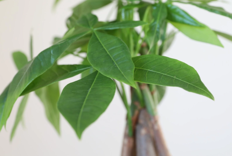 how to repot money tree
