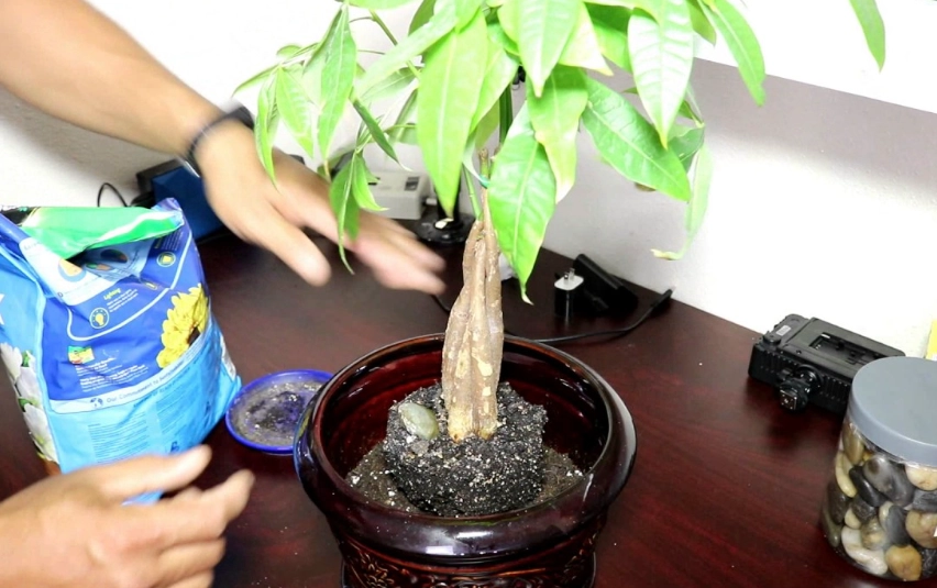 how to repot money tree