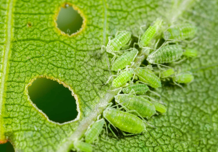 aphid control natural methods aphid control natural methods