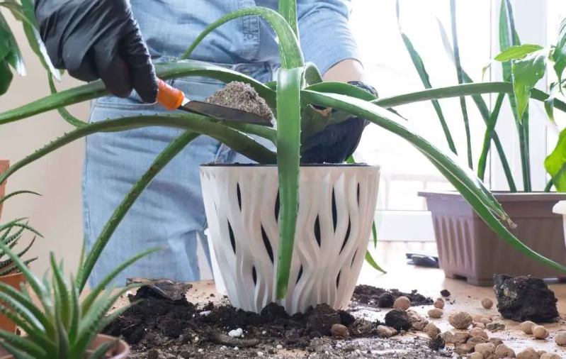 best soil for aloe vera