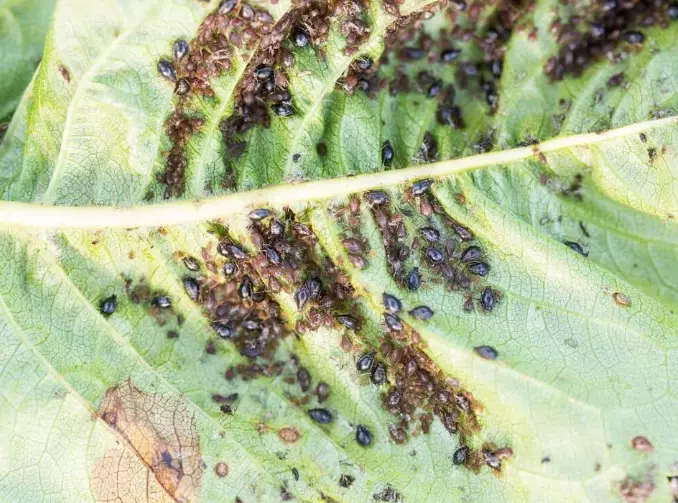 aphid treatment safe for plants aphid treatment safe for plants