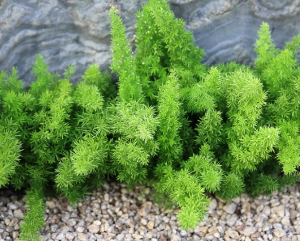 asparagus densiflorus 'Meyersii'