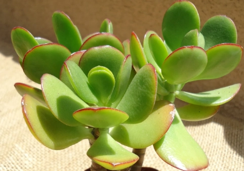 crassula ovata
