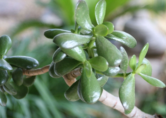 jade succulent benefits