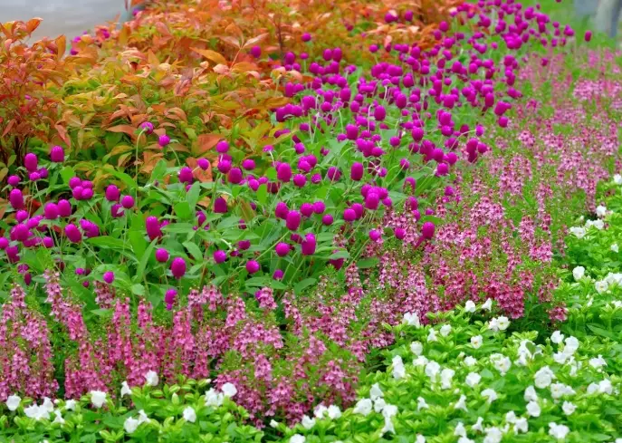 heat tolerant annuals heat tolerant annuals