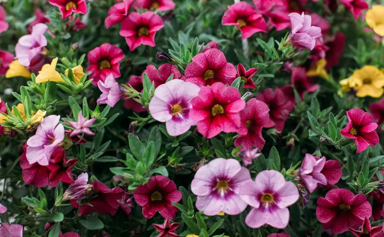 annual flowers for sun annual flowers for sun