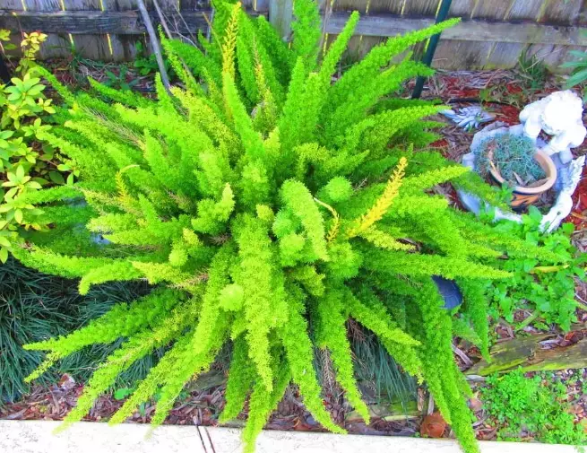 indoor foxtail plant