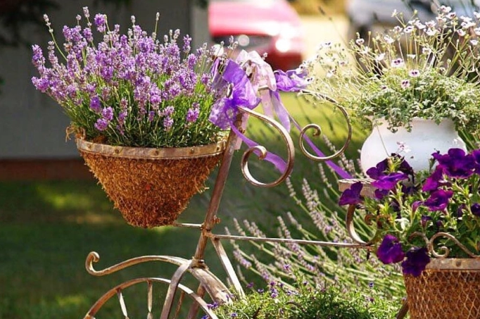 lavender in containers lavender in containers