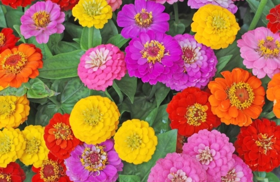 full sun annuals full sun annuals