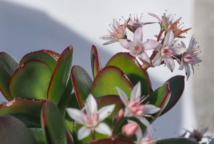 jade succulent benefits