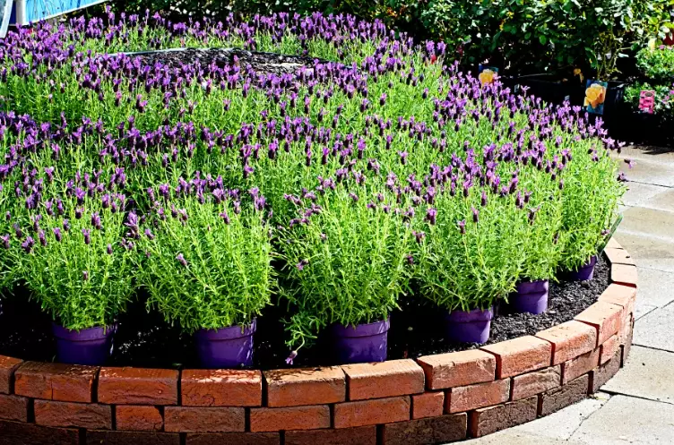 how to care for potted lavender how to care for potted lavender