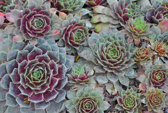 hen and chicks succulent care