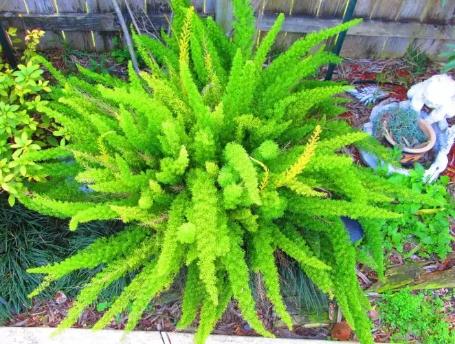 is foxtail fern a true fern