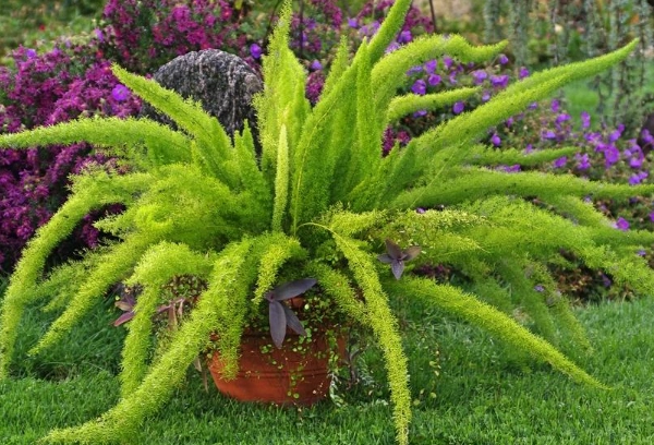 is foxtail fern a true fern