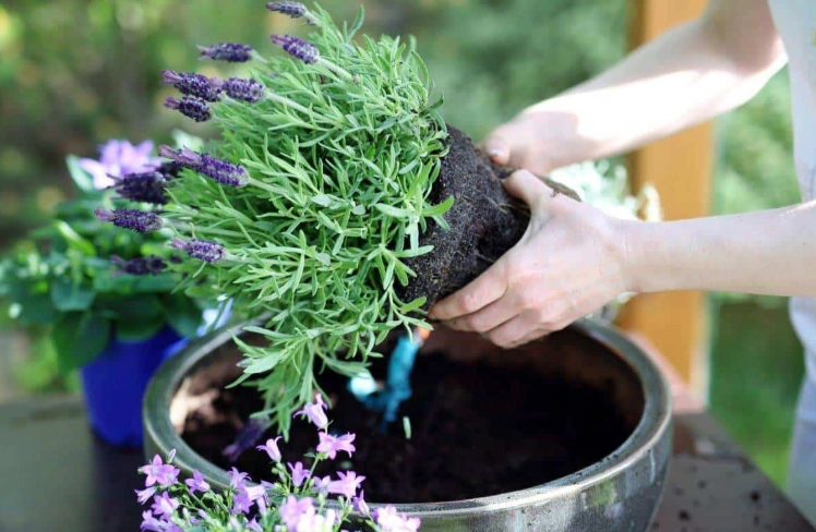 growing lavender in pots