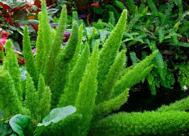 asparagus densiflorus 'Meyersii'